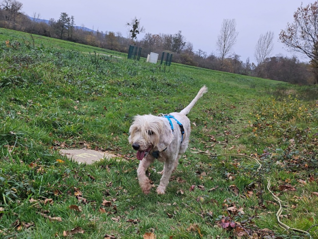 Photo #2 de Toska dit toupie