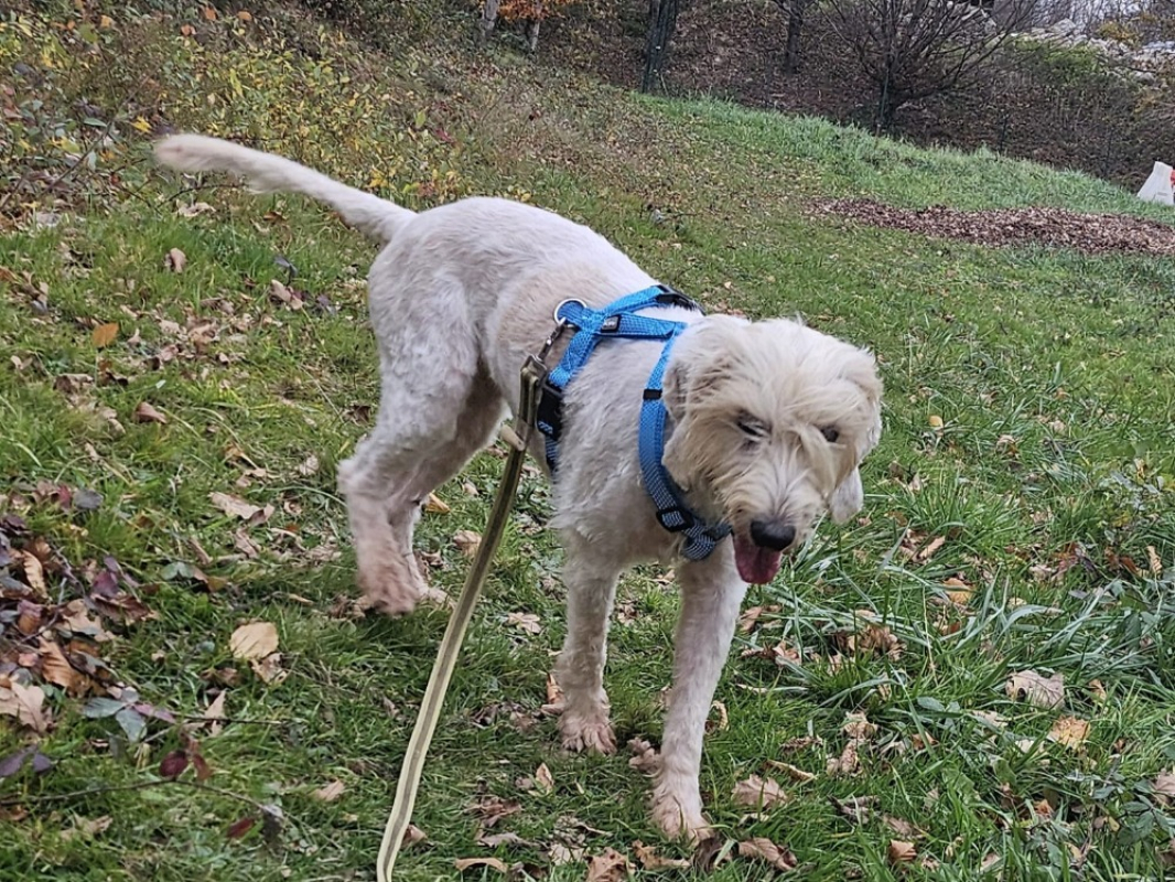 Photo #3 de Toska dit toupie