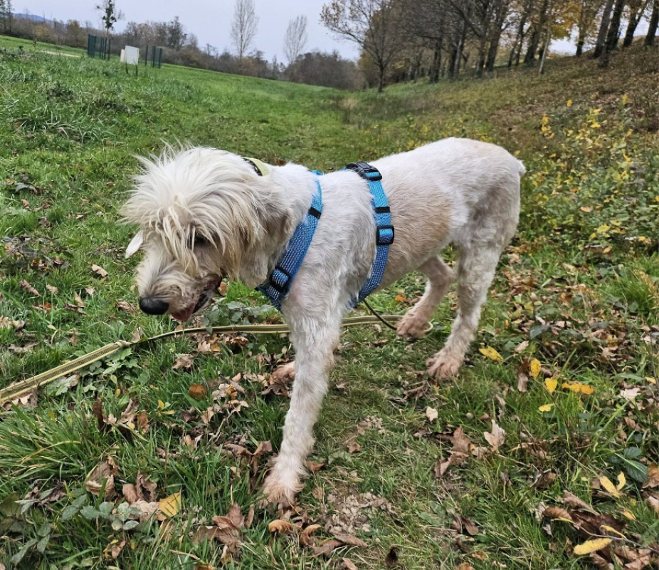 Photo #4 de Toska dit toupie