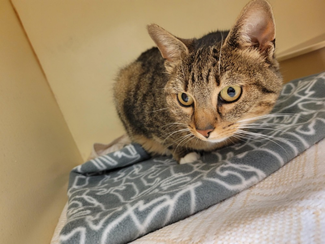 Photo #2 de Mini moi