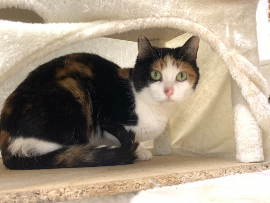 Photo #1 de Mosaique