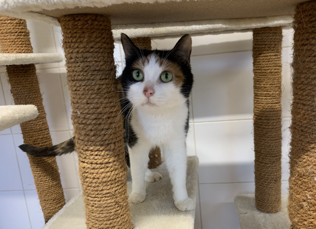 Photo #2 de Mosaique