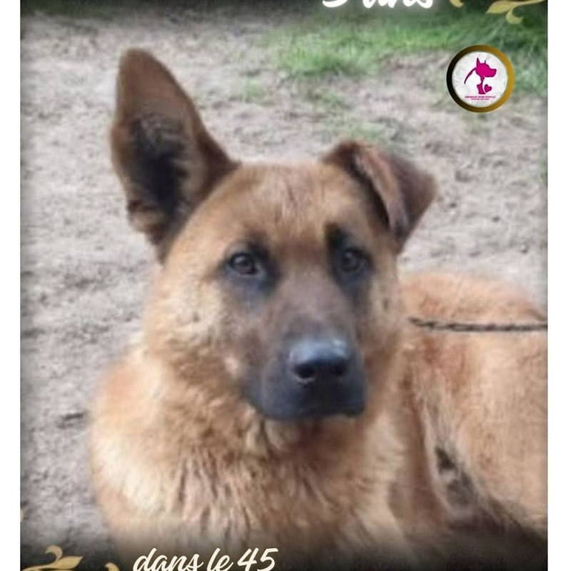 Photo de Sisko