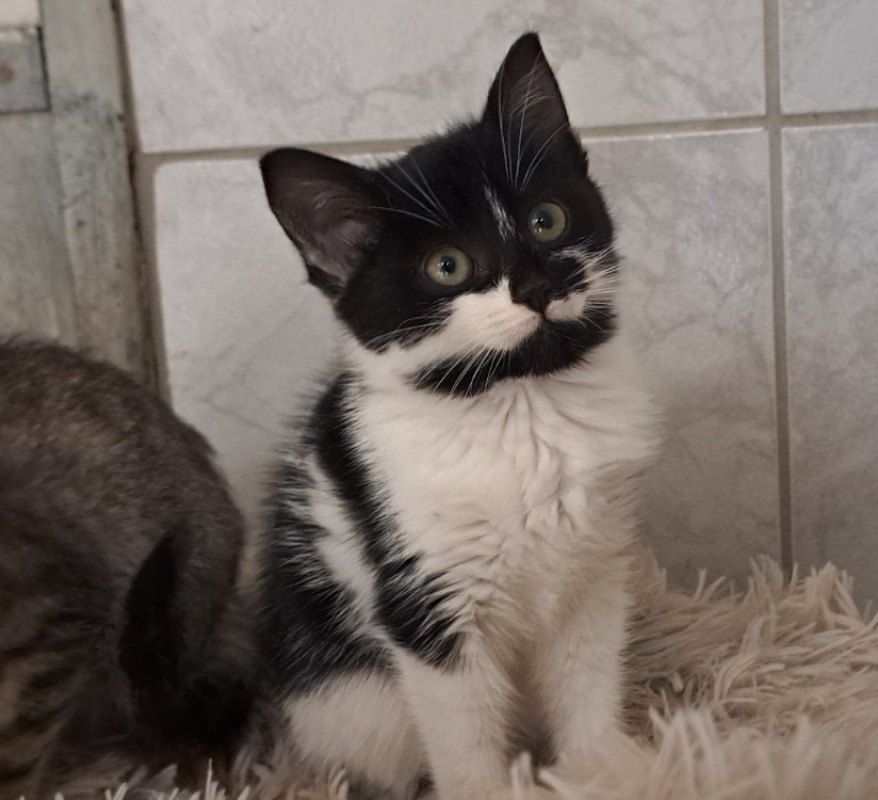 Photo #1 de Toucalin