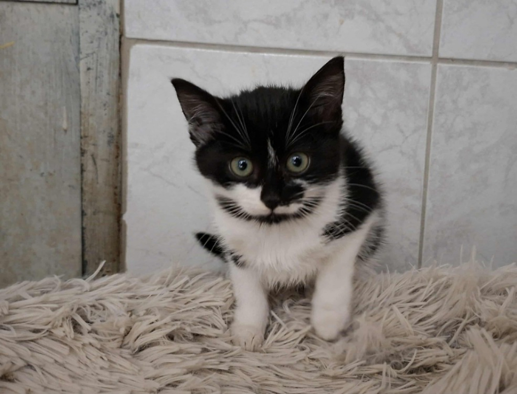 Photo #2 de Toucalin