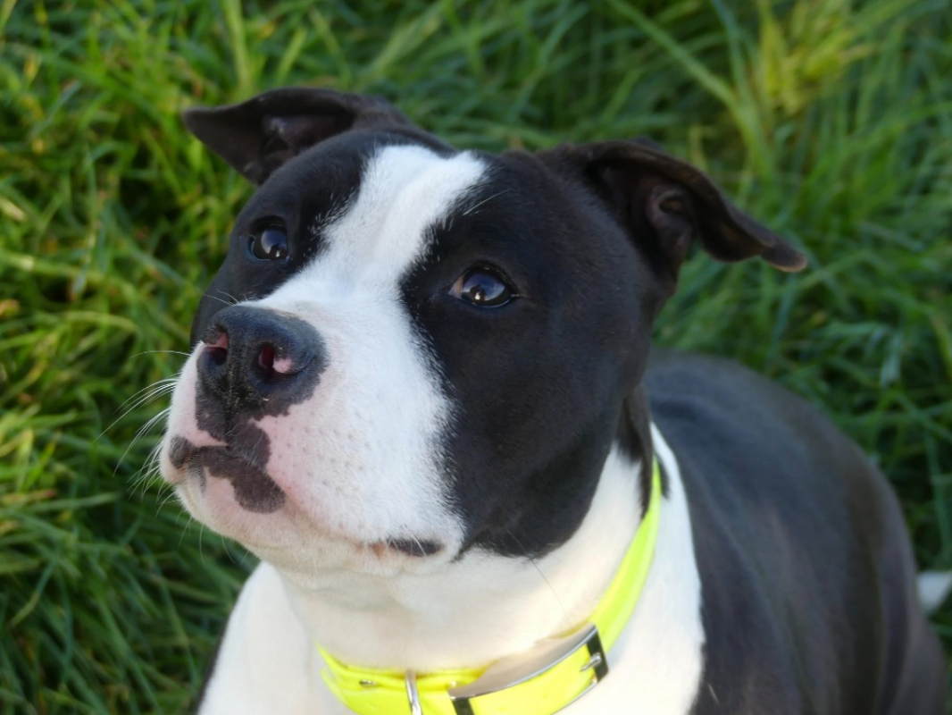 Photo #2 de Speed réservé