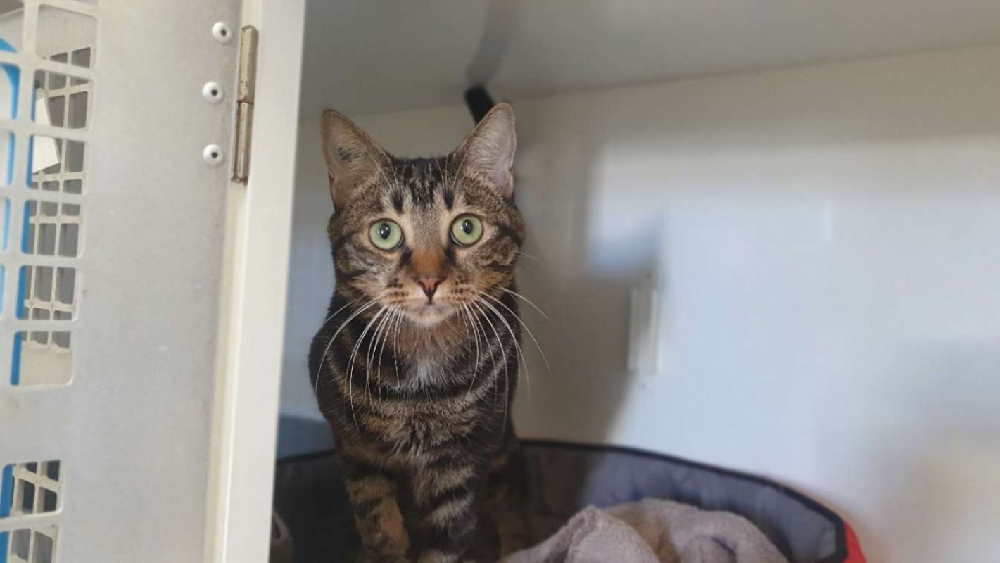 Photo #2 de Crispy *réservé*