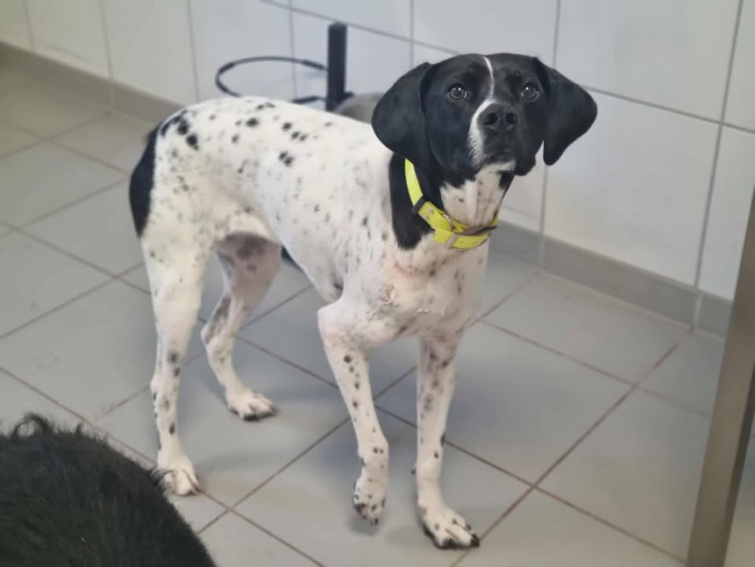 Photo #1 de Verveine