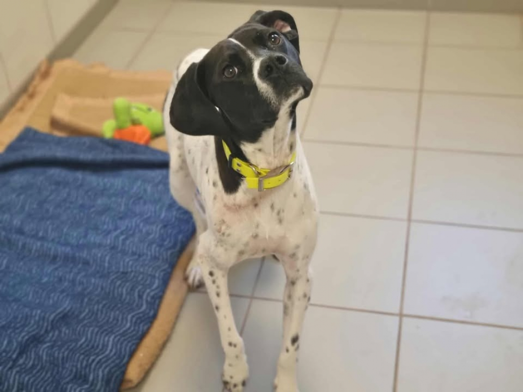 Photo #2 de Verveine