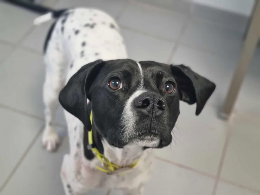 Photo #3 de Verveine