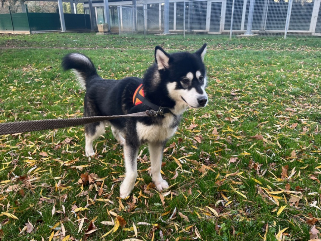 Photo #1 de Booboobis