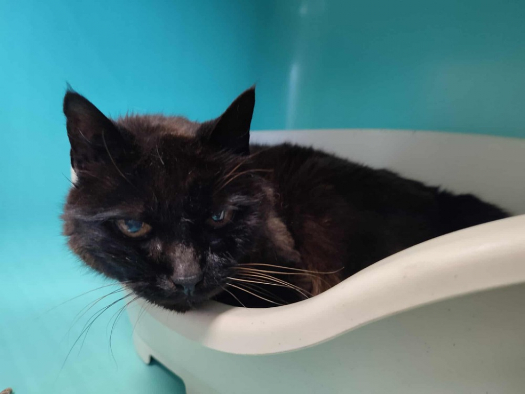 Photo #1 de La chose