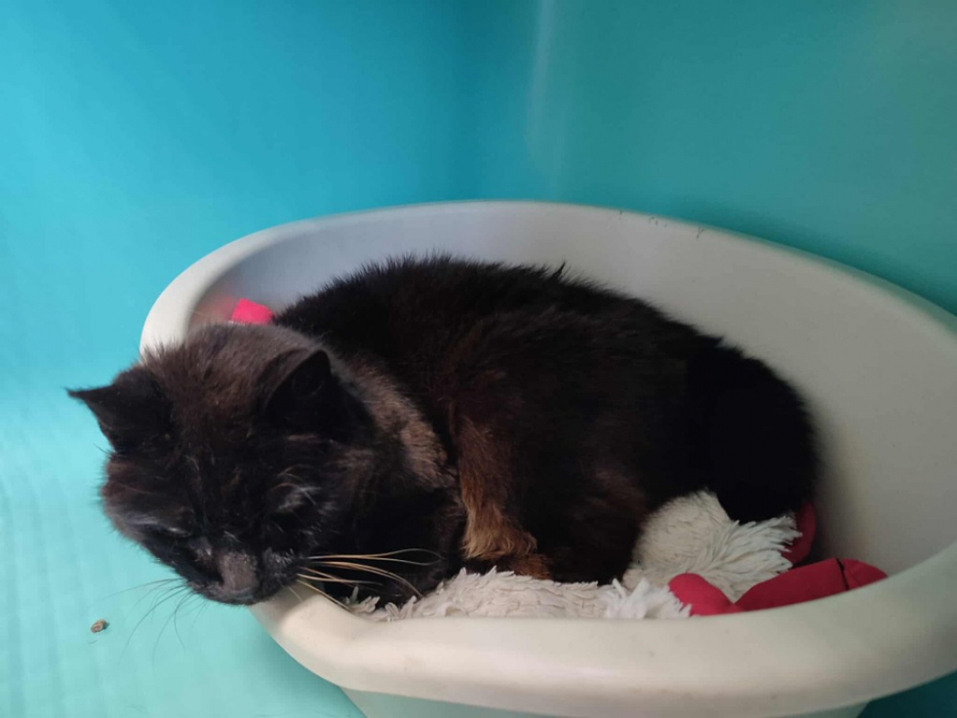 Photo #2 de La chose