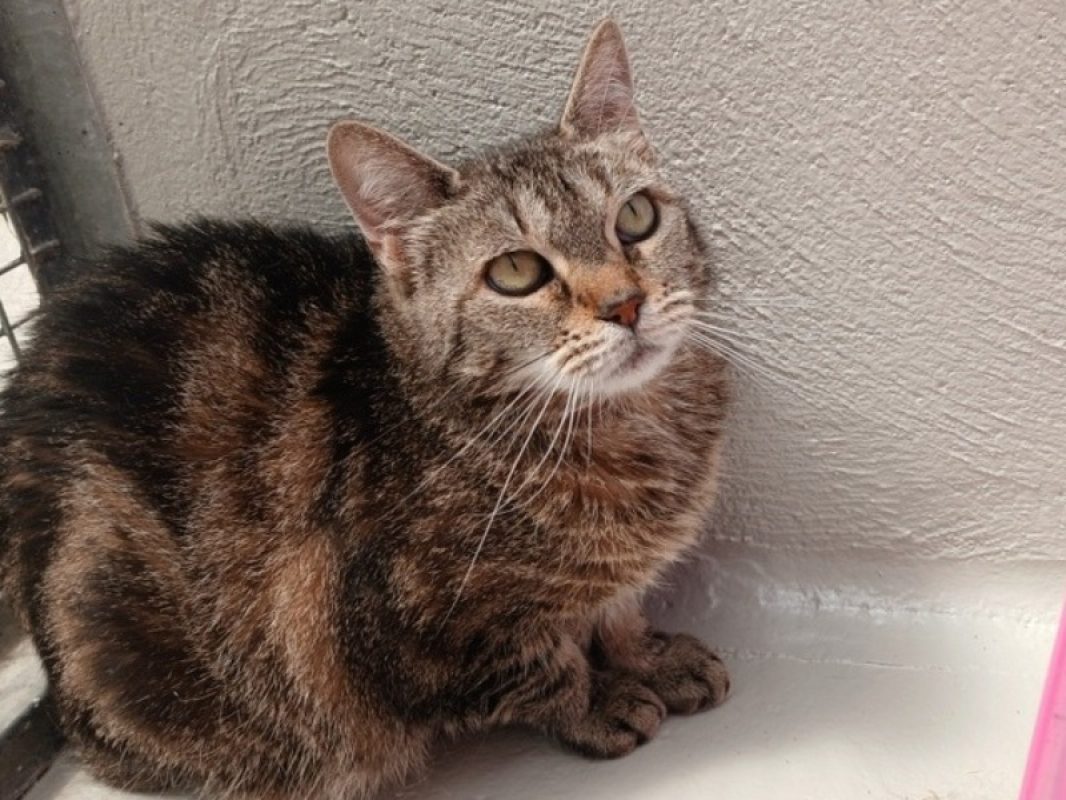Zamee - Chat Européen à adopter