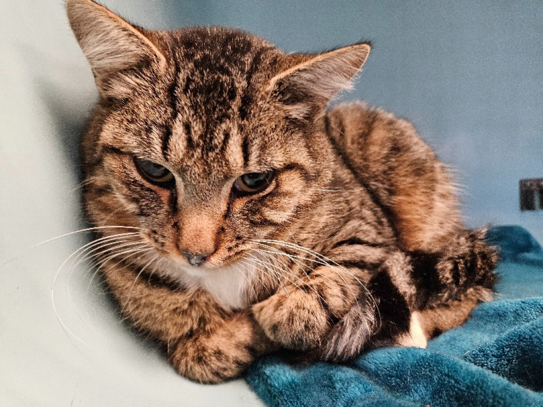 Photo de Poufsouffle