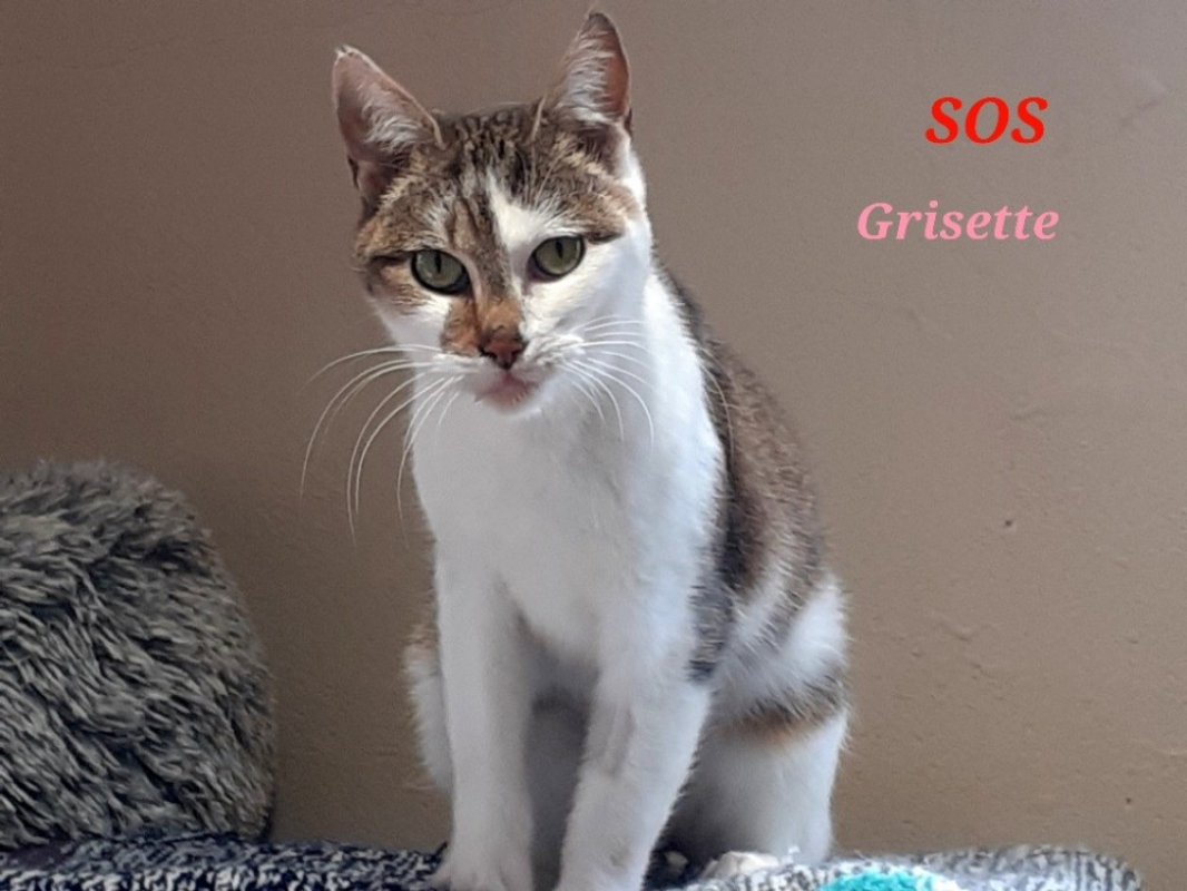 Photo #1 de Grisette bis