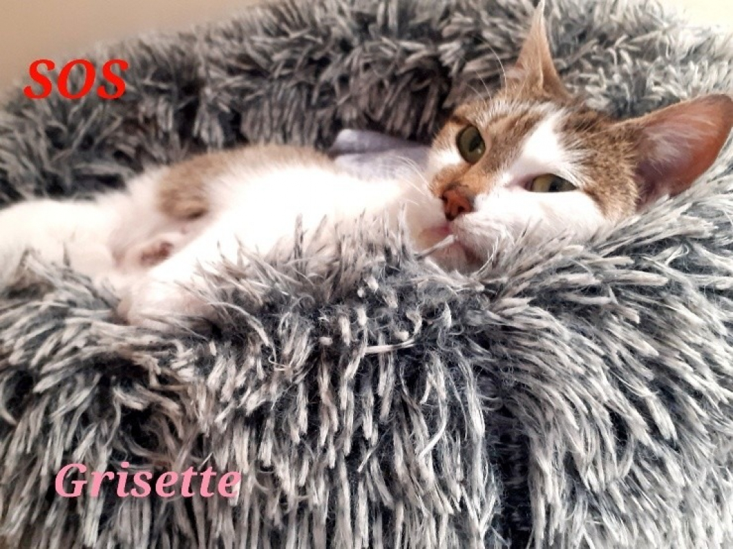 Photo #2 de Grisette bis