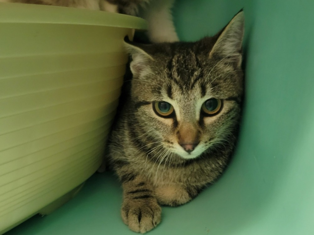 Photo #1 de Séverine