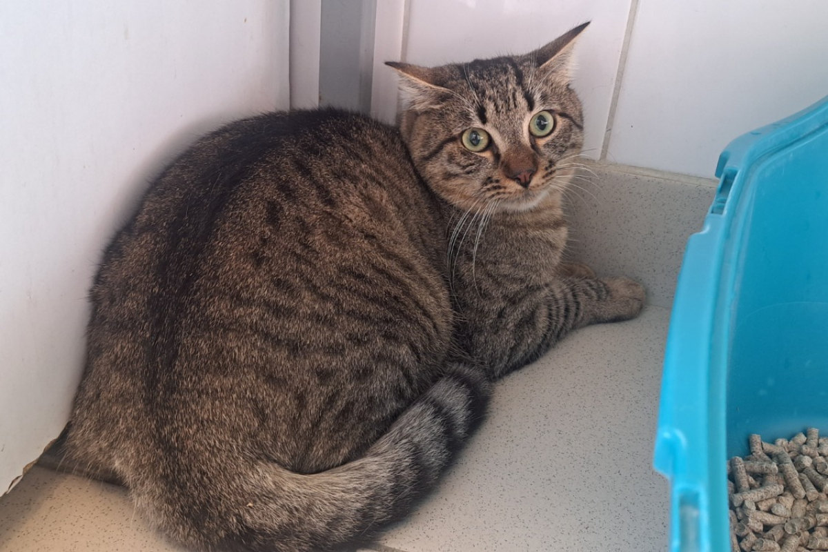 Photo de Topinambour