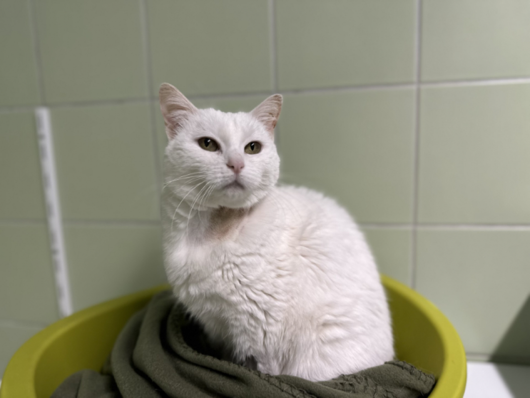 Photo #1 de Choukette