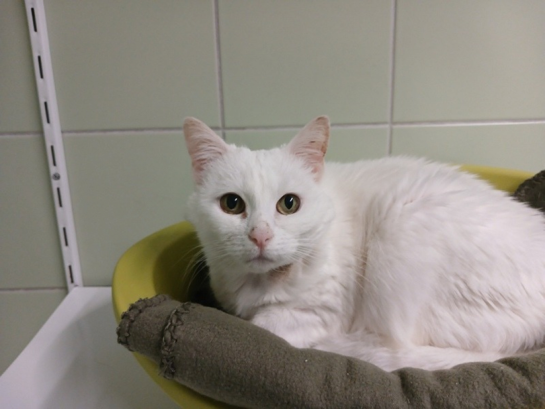 Photo #2 de Choukette