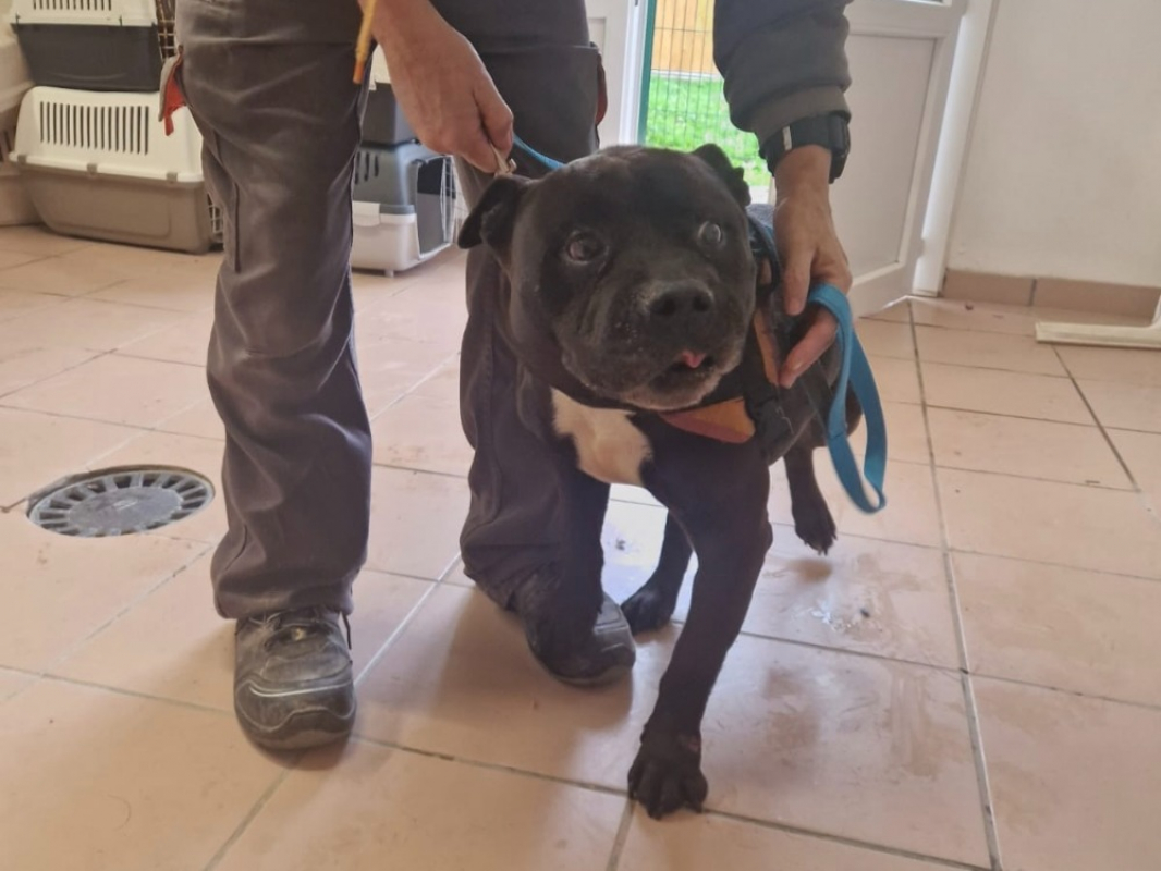 Photo #2 de Lord l' ron