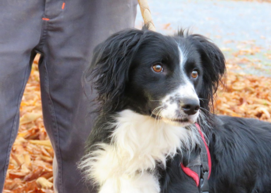 Photo #2 de Avalanche