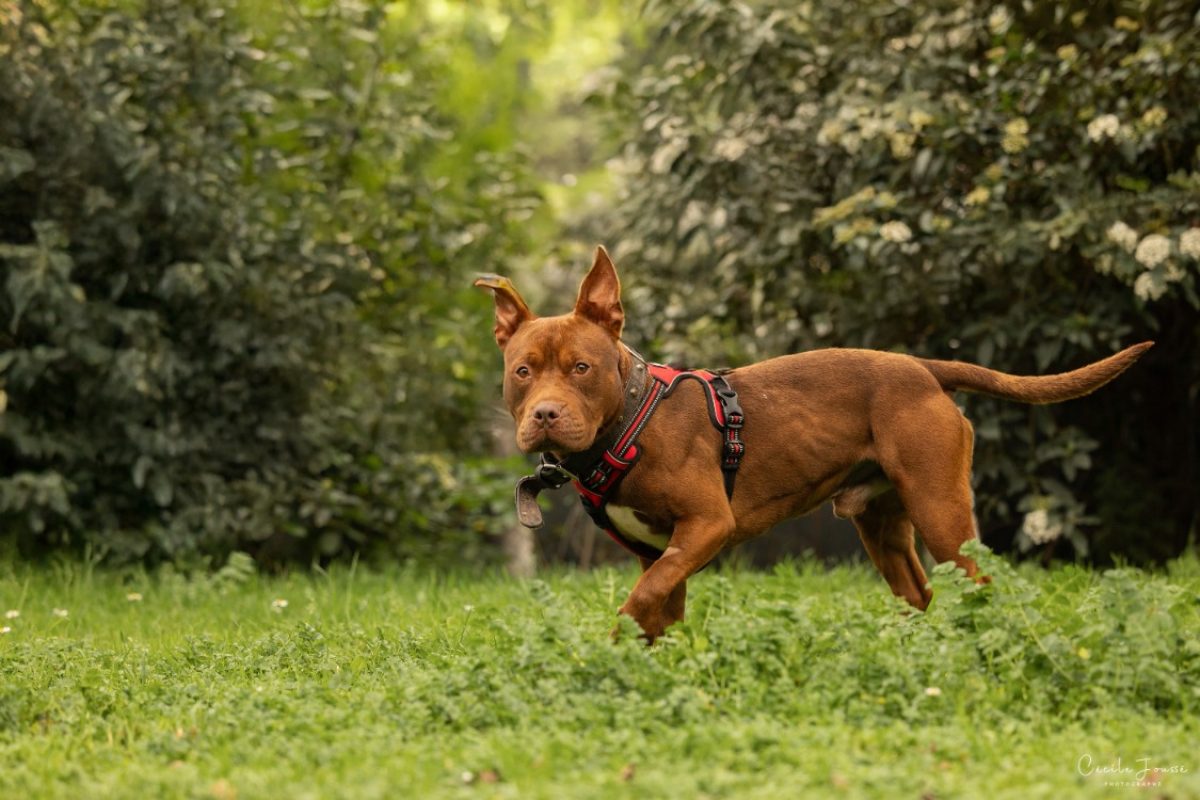 Spoky - Chien Bouledogue Américain à adopter