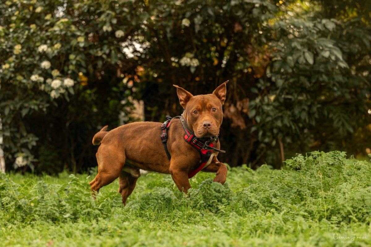 Spoky - Chien Bouledogue Américain à adopter - photo 2