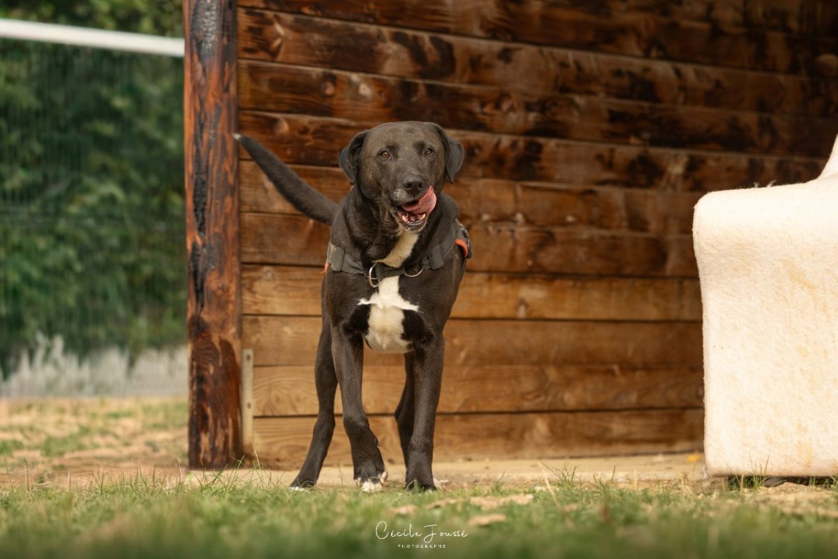 Neiko - Chien Berger à adopter