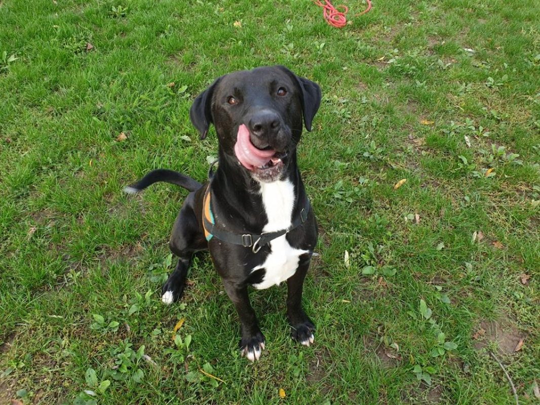 Neiko - Chien Berger à adopter - photo 7