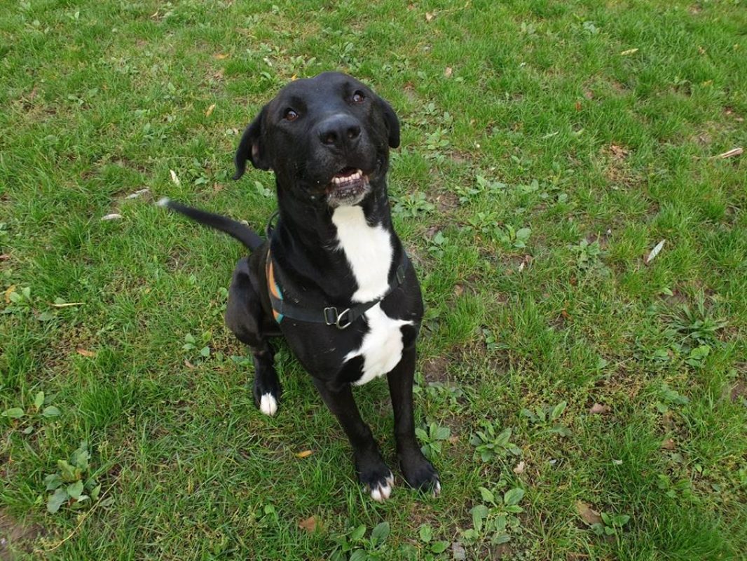 Neiko - Chien Berger à adopter - photo 8