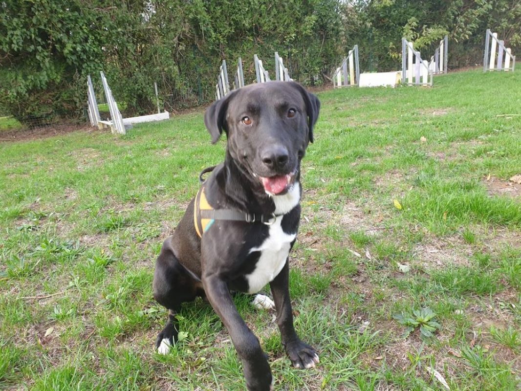 Neiko - Chien Berger à adopter - photo 9