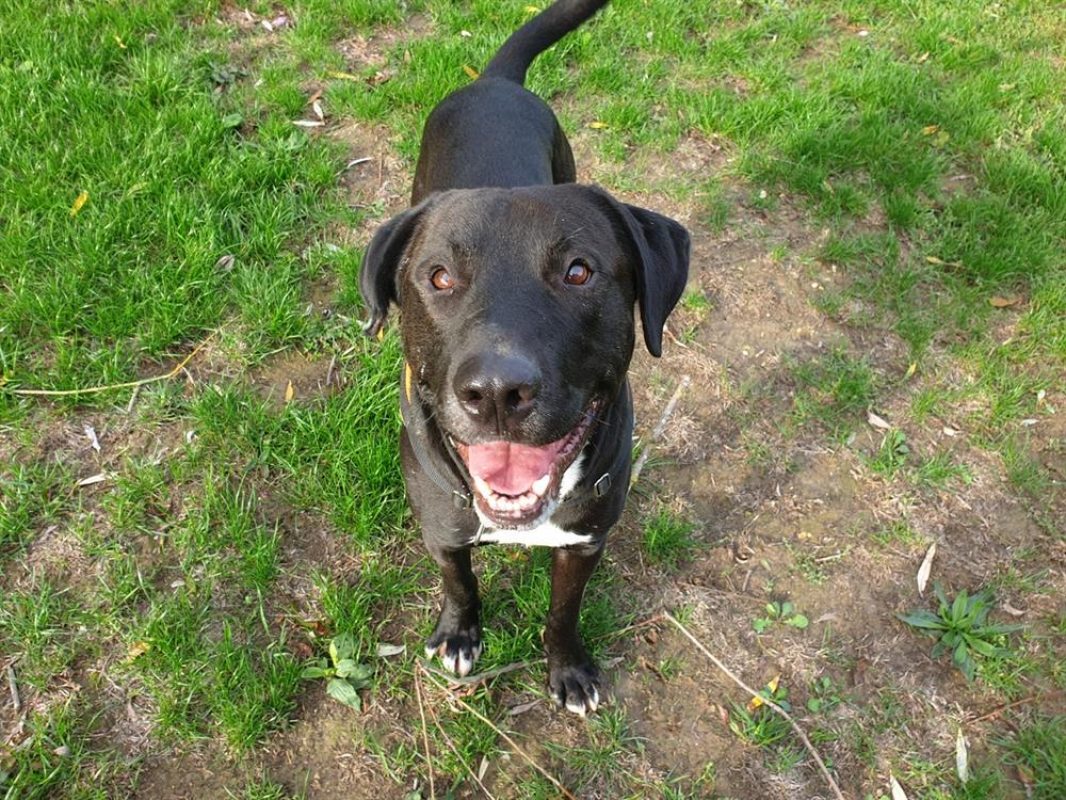 Neiko - Chien Berger à adopter - photo 10