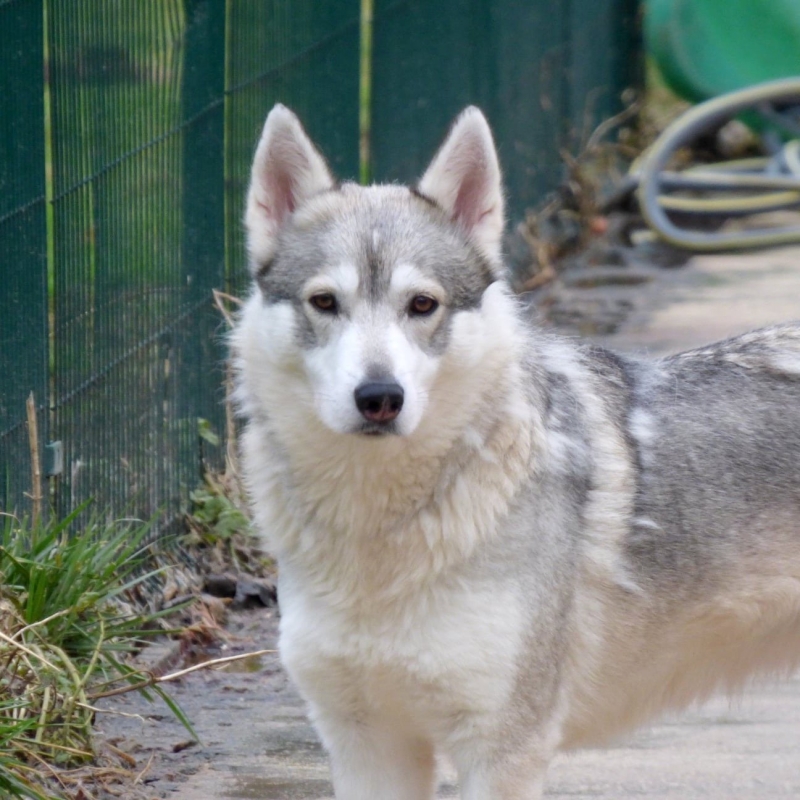 Photo de Nymeria