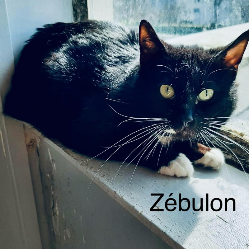 Photo de Zebulon