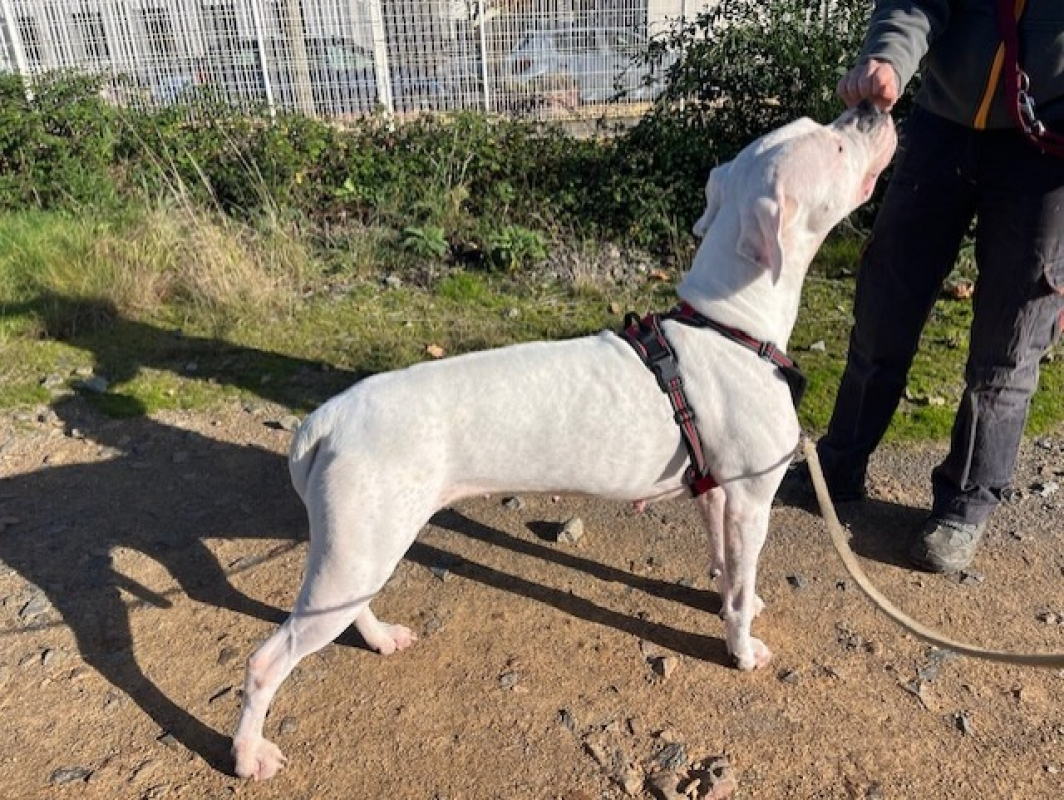 Photo #3 de Ura en attente visite véto