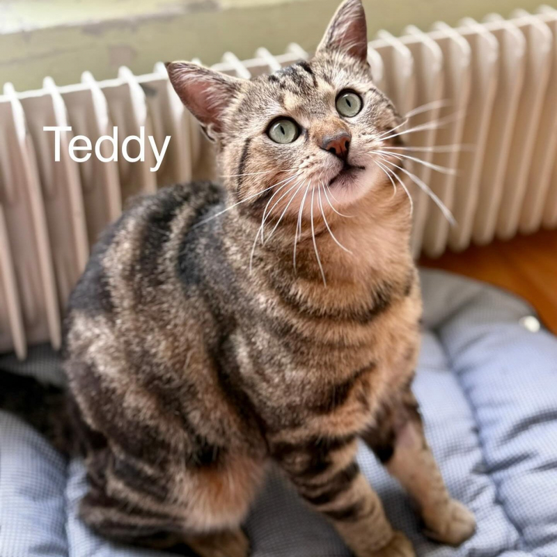 Photo de Teddy