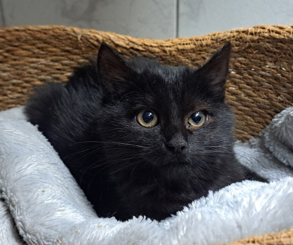 Photo de Professeur ronron