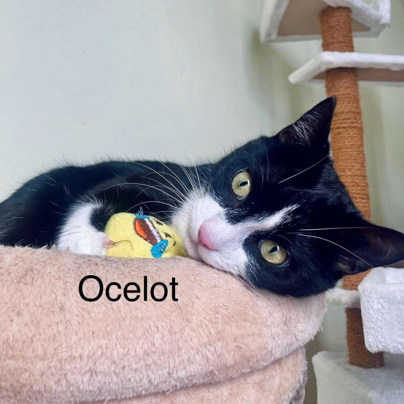 Photo de Ocelot