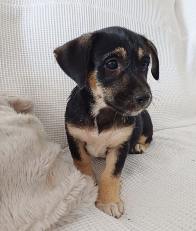 Photo #1 de AYLA, chiot femelle Berger Créole