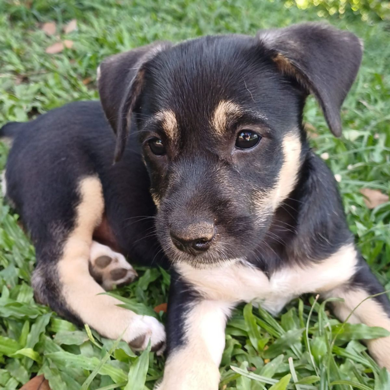 Photo #2 de AYLA, chiot femelle Berger Créole