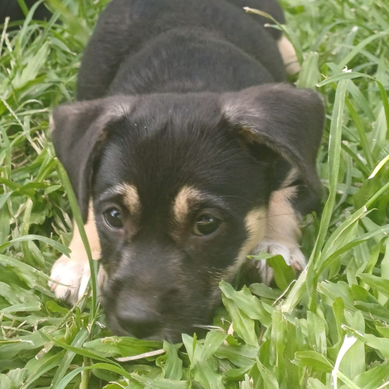 Photo #3 de AYLA, chiot femelle Berger Créole