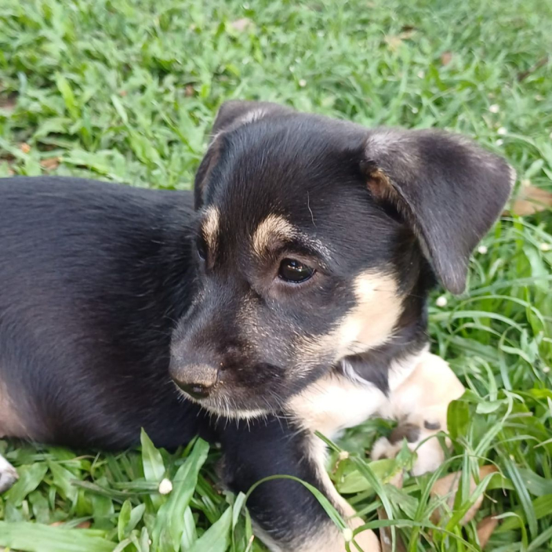 Photo #5 de AYLA, chiot femelle Berger Créole