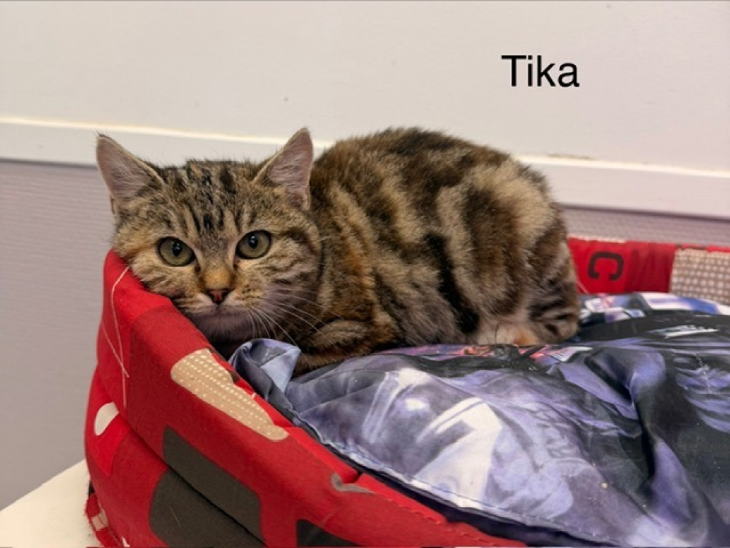 Photo de Tika