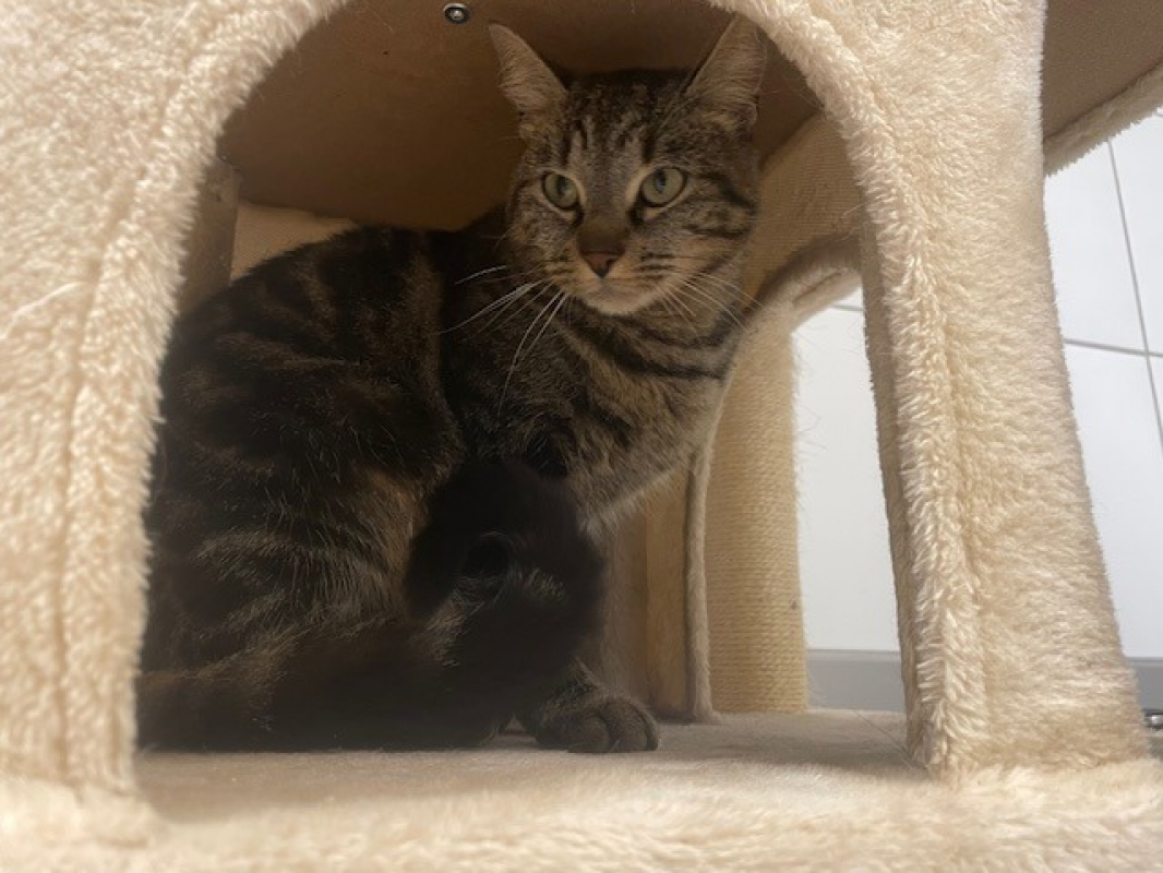 Photo #1 de Noisette