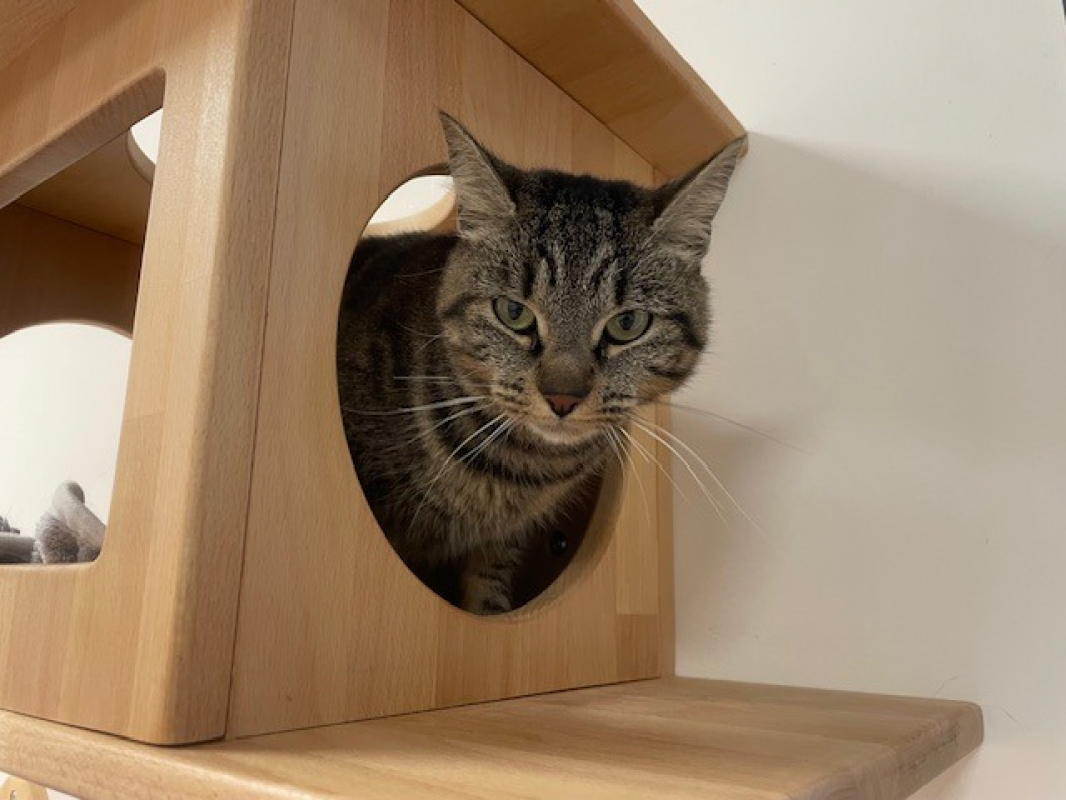 Photo #2 de Noisette