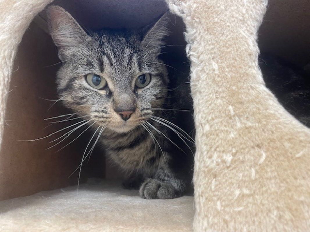 Photo #3 de Noisette