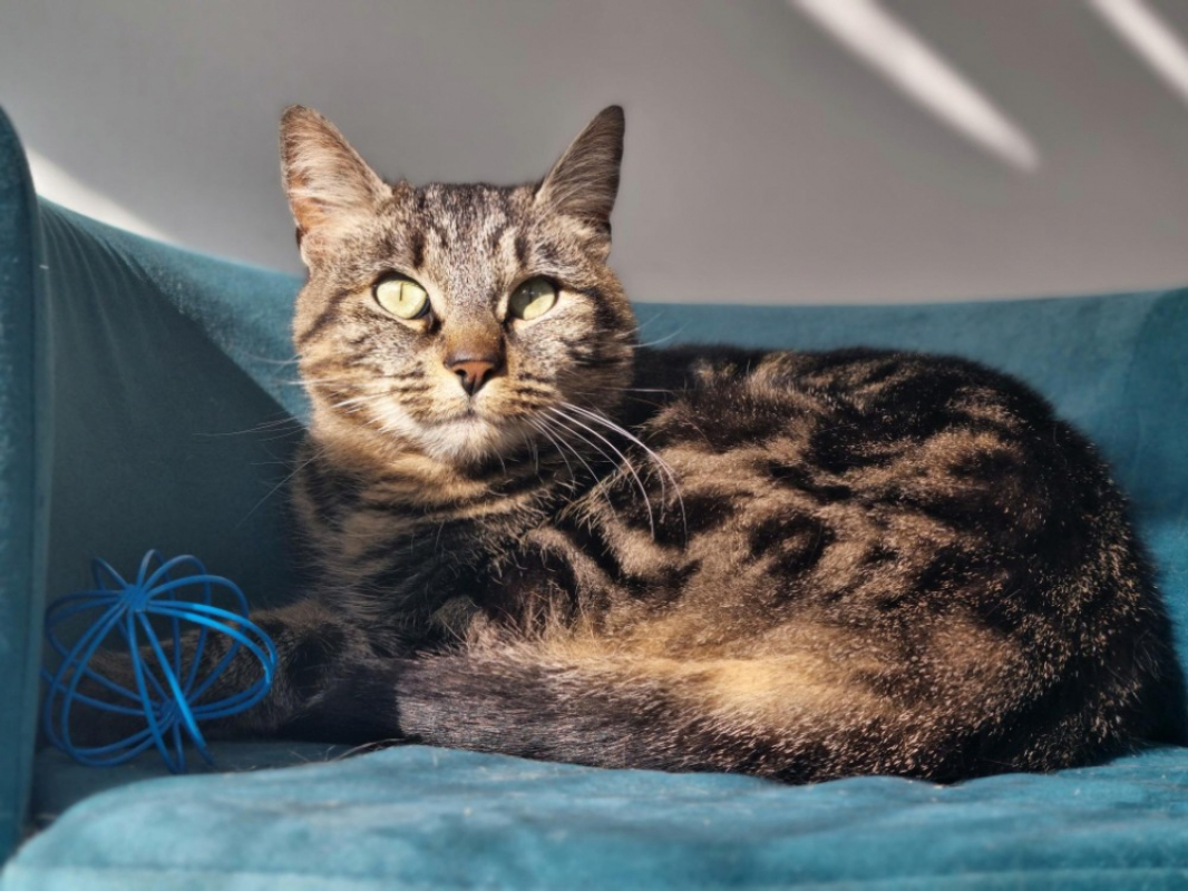 Photo #1 de Noisette