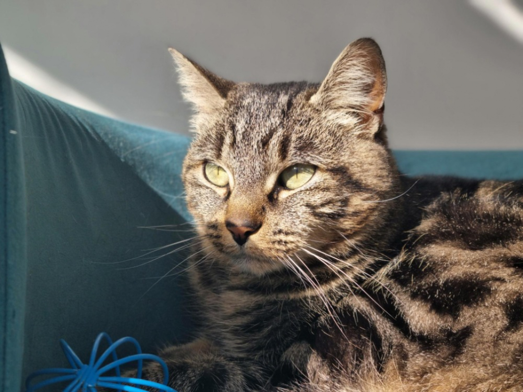 Photo #2 de Noisette